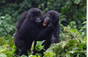 12 days Gorilla tracking and Mt.Kilimanjaro climbing