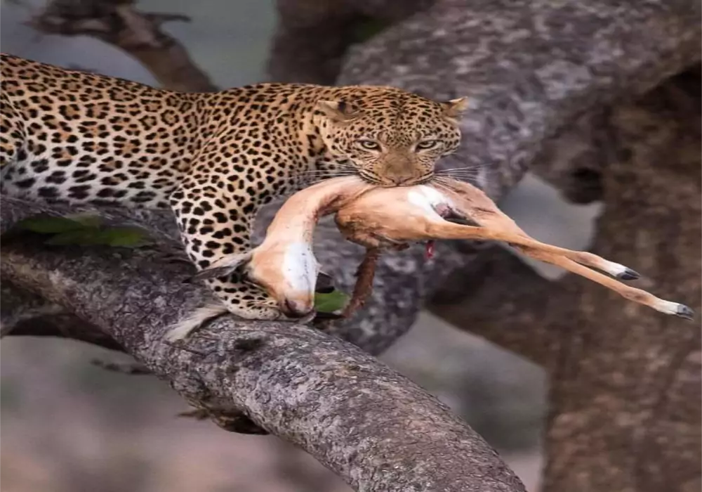 8 days Kenya Maasai Mara safari and Lamu Beach Holiday